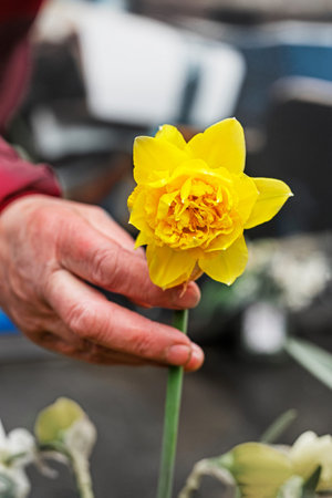 female labor hand holds a yellow plucked narcissus. flower seller