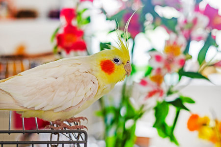 young male cockatiel parrot sits on a cage against a background of fresh flowers