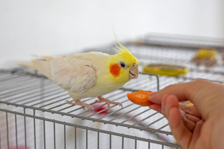 feed carrots from the hands of the male yellow cockatiel. pet careの写真素材