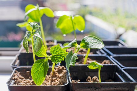 seedlings of cucumbers in disposable pots with earth lit by the sunの写真素材
