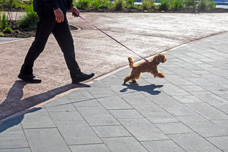 happy brown poodle walks on a leash on a walk in the city on a sunny dayの写真素材