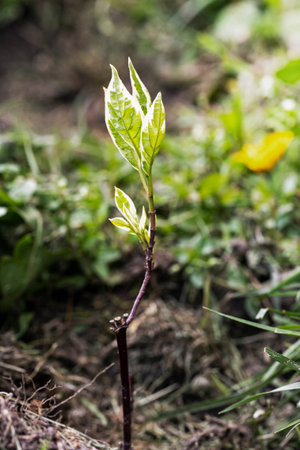 young sapling with loosened leaves of derens belii Elegantissima. hedge