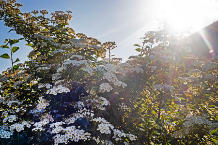 spirulina bushes flowering in the morning against the sun. gardening, good morningの写真素材