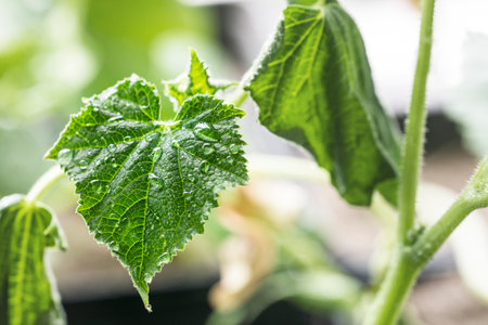 close-up growing leaves of young varietal cucumbers. withered leaves. Garden pests and pestsの写真素材