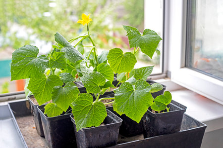 grow flowering seedlings of young varietal cucumbers in pots before planting on the windowsillの写真素材