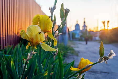 yellow irises near the fence at sunset, horizontalの写真素材