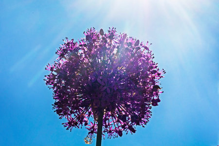 huge round purple flower allium giant AMBASSADOR against the blue sky against the sun,