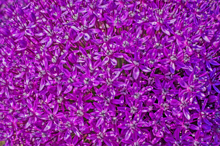 close-up purple flower background allium gigantic AMBASSADOR
