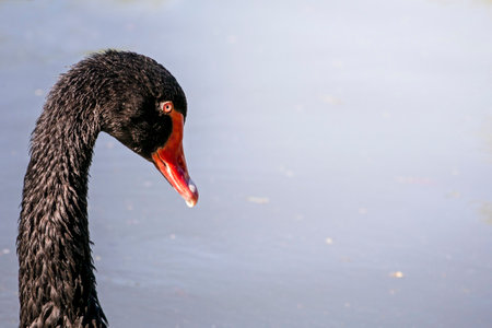 head of a black swan on a background of clear water in sunny weather. bird protection and sanctuaryの写真素材
