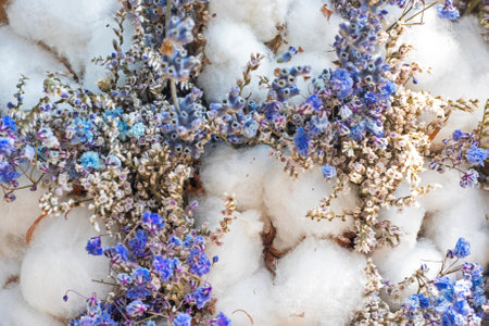 sprigs of white cotton with blue sprigs of lavender flatlay. Support for Ukraineの写真素材