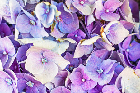 abstract background of purple hydrangea flowers. flat layの写真素材