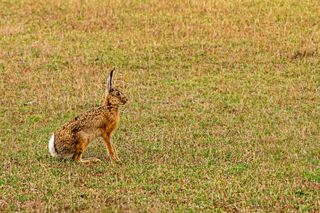 wild hare is hiding in a meadow on a sunny day. Animal protection in reserve
