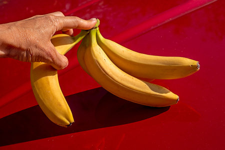 hand breaking off one banana from a branch of yellow ripe bananas on a red backgroundの写真素材