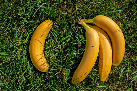 sprig of ripe yellow bananas on green grass. picnic