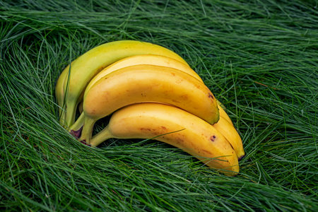 bananas from green to overripe on a green young lawn. picnic on a day offの写真素材