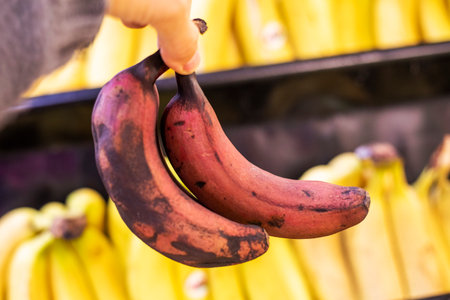 holding in hand a bunch of small brown bananas in a supermarket storeの写真素材