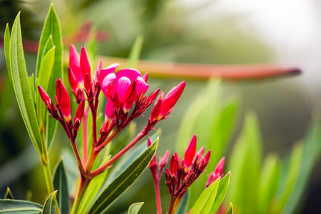 Olendra vulgaris red in bloom. garden. flower diseases