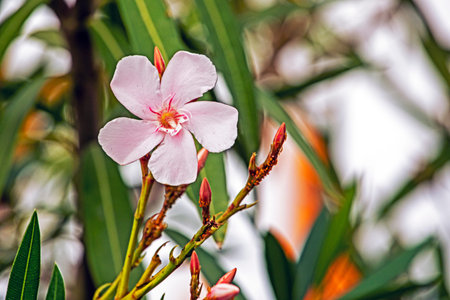 Flowering of the common white olendra. garden. flower diseases
