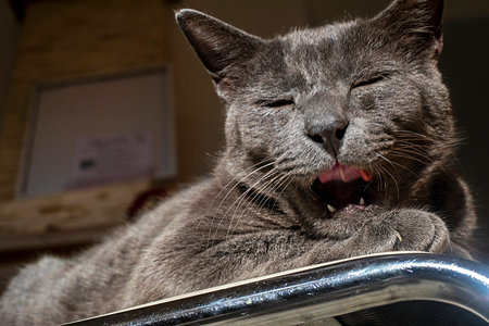 blue cat of the American breed Burmese close-up yawns in the sunの写真素材