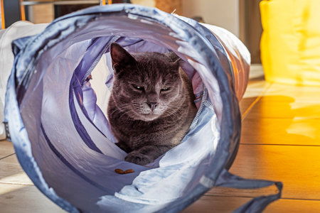dissatisfied Blue American Burmese cat playing in the cat tunnelの写真素材