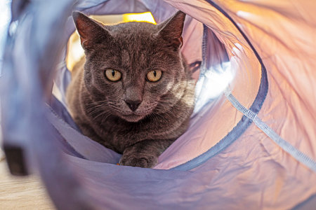 funny blue American Burmese cat playing in the cat tunnel