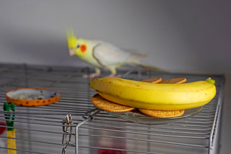 banana lies on the birdcage near the cockatiel