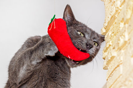 American Burmese cat dreams of a soft red toy on the wooden stepsの写真素材