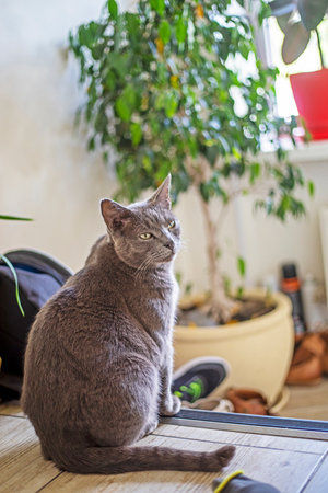 blue American Burmese cat sits near a ficus tree in the hallway. Caring for petsの写真素材