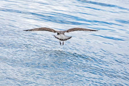 seagull flies along the sea before a storm