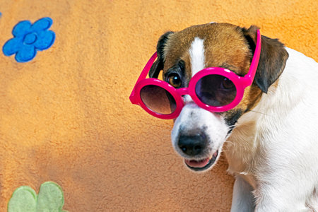 funny female Jack Russe Terrier in stylish pink sunglasses on a peach bedspread. Vacation with a petの写真素材
