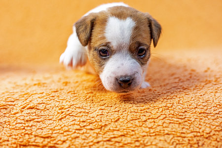small Jack Russell terrier puppy is trying to walk. grooming and caring for puppiesの写真素材