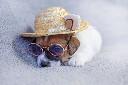 Jack Russell terrier puppy sitting in a straw hat and glasses on a gray backgroundの写真素材