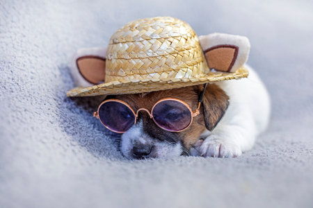 Jack Russell terrier puppy sitting in a straw hat and glasses on a gray backgroundの写真素材
