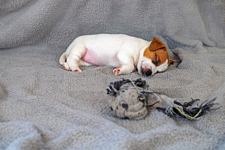 Little Jack Russell Terrier puppy sleeps on a gray blanket after playingの写真素材