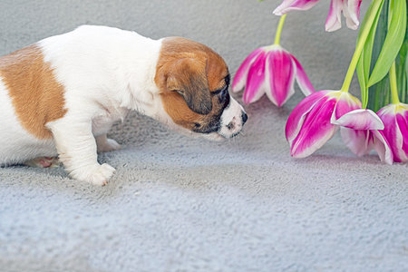 funny Jack Russell terrier puppy sniffs tulips. Festive mood, March 8, Happy Mother's Dayの写真素材