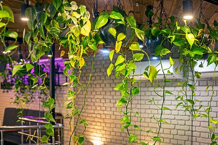 ivy flower illuminated by purple lighting in a modern cafe interior. modern interiorの写真素材