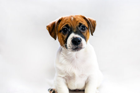 small Jack Russell puppy lies on a light rug, falling asleep. care and raising of petsの写真素材