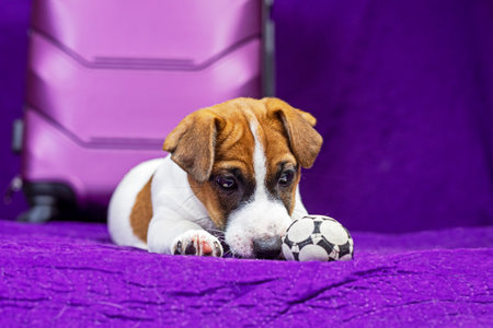 Jack Russell Terrier puppy lies on a purple background next to a suitcase with a ball in his teeth. Traveling with puppies and transferの写真素材