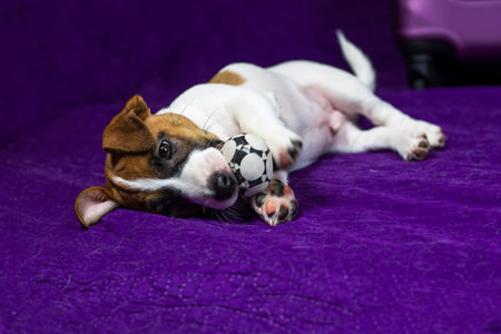 cute Jack Russell Terrier puppy lies on a purple background next to a suitcase with a ball in his teeth. Traveling with puppies and transferの写真素材