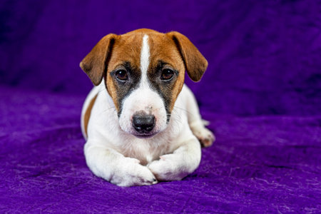 beautiful Jack Russell Terrier puppy lies on a purple background next to a suitcase with a ball in his teeth. Traveling with puppies and transferの写真素材