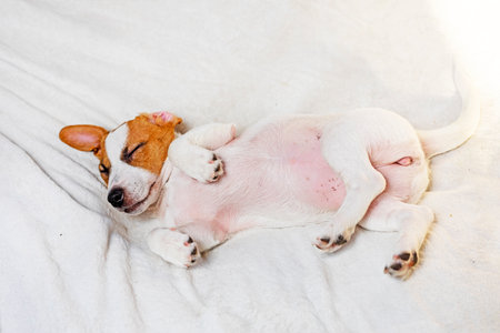 little Jack Russell puppy sleeps on a white blanket on the sofa. Caring for domestic petsの写真素材