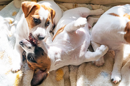 beautiful Jack Russell terrier puppies bask in the sun on the sofaの写真素材