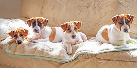 Jack Russell terrier puppies lie on the sofa and bask in the sun. caring for puppiesの写真素材
