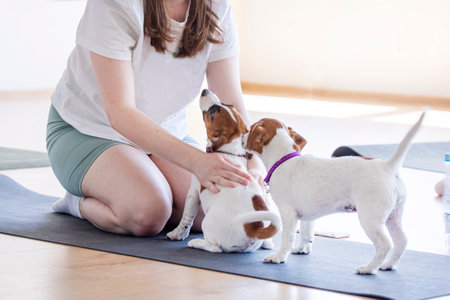 happy couple doing yoga together with little Jack Russell Terrier puppies. Healthy lifestyle. Future generationの写真素材