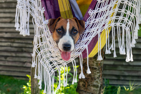 funny Jack Russell terrier puppy rides on a hammock in the heat. Help with overheating in animalsの写真素材