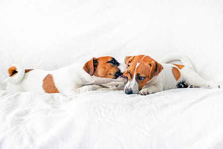 cute jack russell terrier puppies play with each other on a white blanket. puppy care