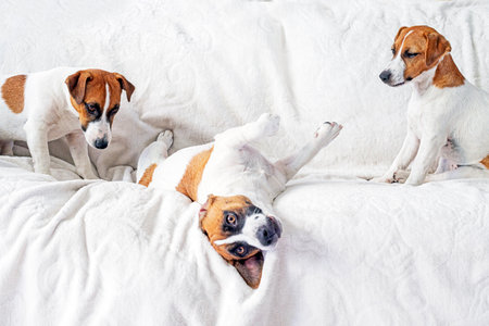 cute jack russell terrier puppies play with each other on a white blanket. puppy careの写真素材