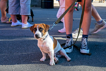 beautiful grown up puppy Jack Russell Terrier sits on the asphalt near the feet of the owner...