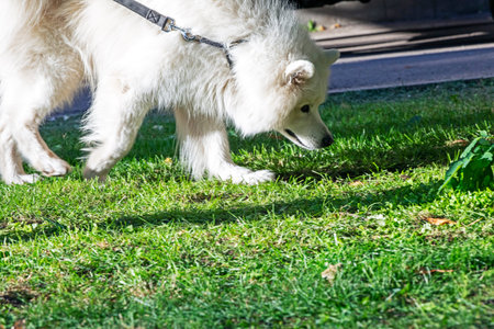 beautiful white Samoyed dog walks on the lawn on a sunny day. Education and care of domestic pets