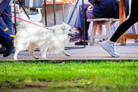 walk with a dog on a leash on a sunny day among the crowd. Caring for and raising petsの写真素材